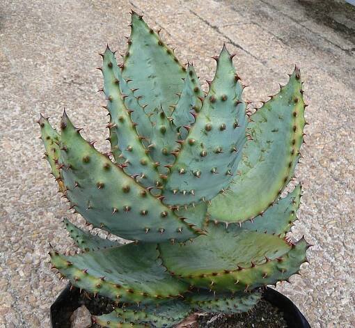 8 druhů aloe na zahradu nebo na terasu