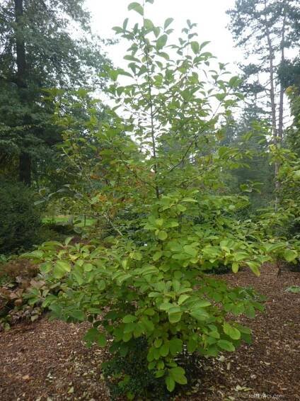 Kalina Sieboldova (Viburnum sieboldii), rostlina