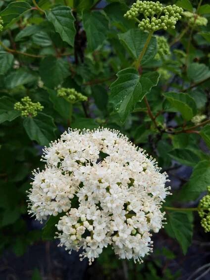 Shrubs - Chiappini Farm Native Nursery