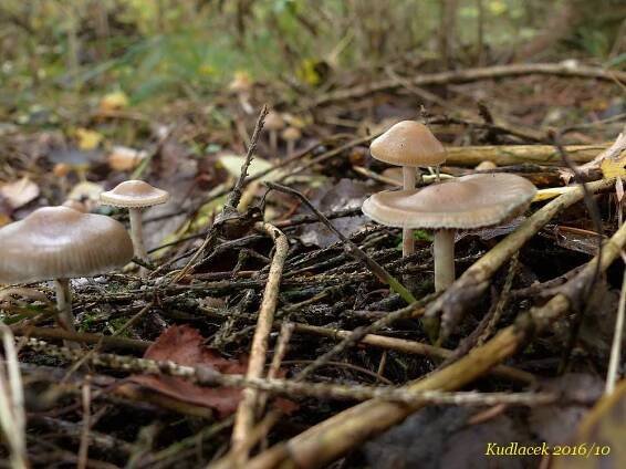 Lysohlávka tajemná česká - Psilocybe serbica var. bohemica - Kudluv fotoatlas hubKudluv fotoatlas hub