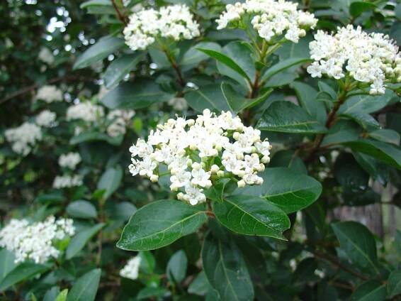 Laurustinus (Viburnum tinus)