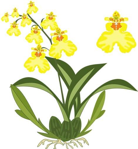 Oncidium