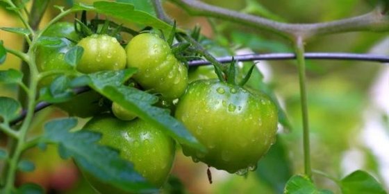 Poslední sklizeň rajčat: I zelené plody můžete zpracovat