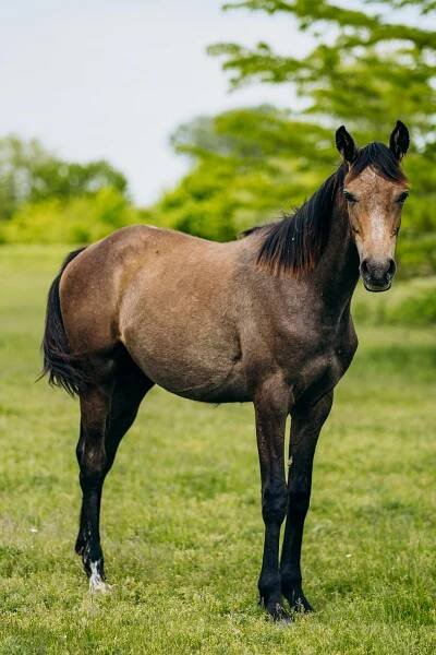 bezplatná Základová fotografie zdarma na téma adygea, domácí zvíře, equus ferus caballus Základová fotografie
