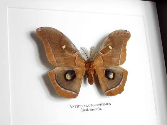 Antheraea polyphemus, fekete keretben – I N S E C T U M