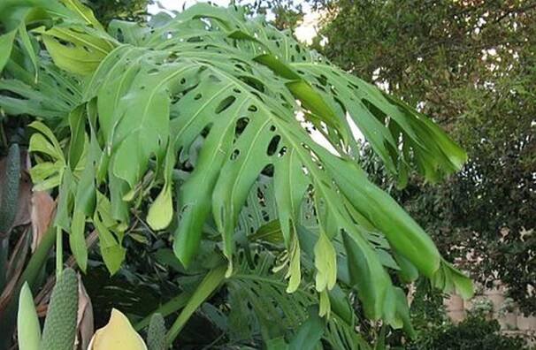Monstera skvostná: Robustní liána do rozlehlého interiéru