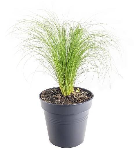 Kavyl péřovitý, Stipa tenuissima Pony Tails, 3 l, skladem
