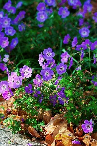 'Rozanne' Geranium by path