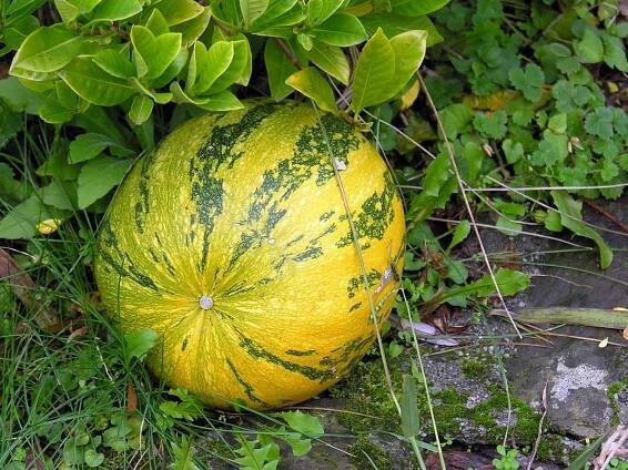 Cucurbita maxima