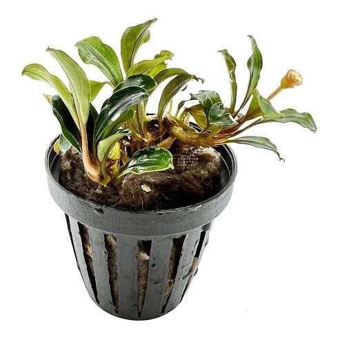 Bucephalandra Kedagang Mini is an exceptional choice for any aquarist looking to create a vibrant and healthy underwater environment. Its unique appearance and ease of care make it a standout plant for enhancing the beauty and biodiversity of any aquarium.