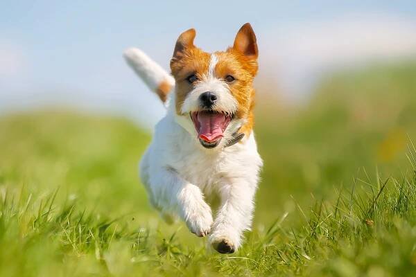 Jack Russell terrier running