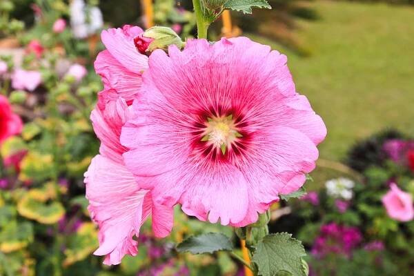 Květy topolovky růžové (Althaea rosea) — Stock obrázek