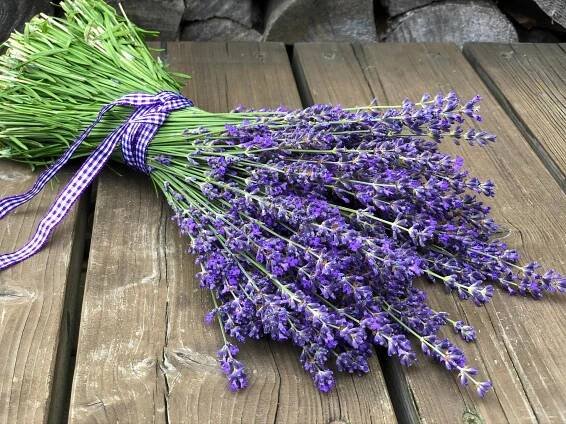 Snímek 'Levandulová kytice' - PŘÍRODA.cz