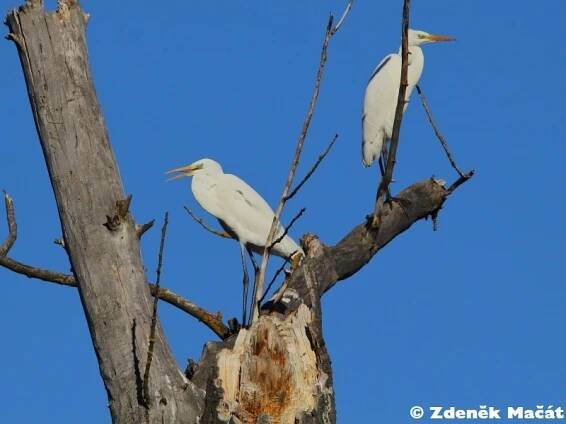 Ardea alba - volavka bílá | Ardeidae – volavkovití | Natura Bohemica