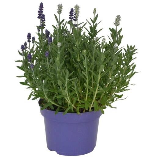Levandule lékařská (Lavandula angustifolia) "Essence" Duo, pr. kv. 13 cm