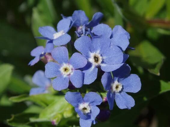 Hackelia velutina