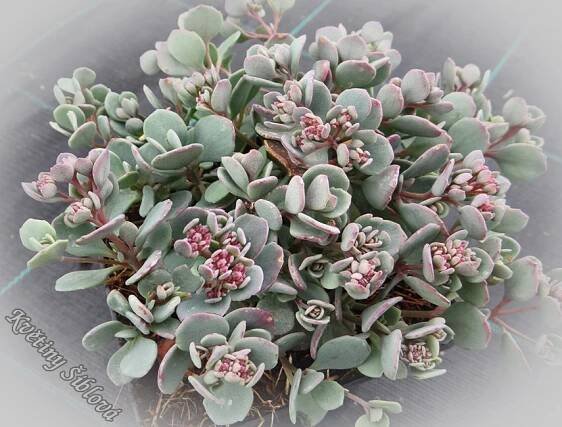 Sedum cauticola 'Lidakense' | Květiny Šíblová