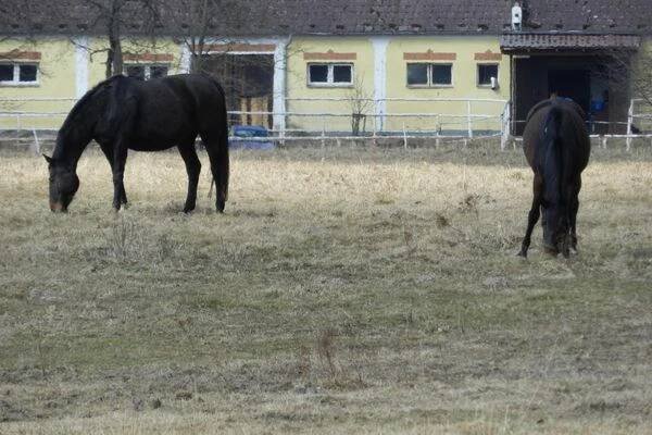 Hřebčín Obora, spol. s r.o. foto 1