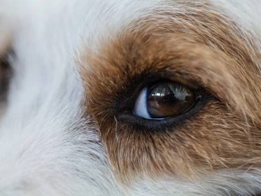 Třešňové oko: Co to je a kdy vyhledat pomoc pro vašeho psa? - NeposlušnéTlapky