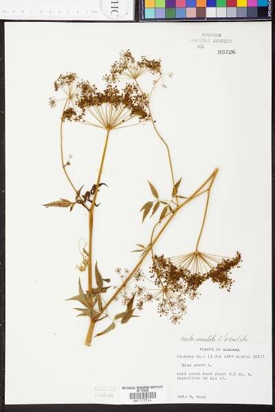 Cicuta maculata - Species Page - APA: Alabama Plant Atlas 