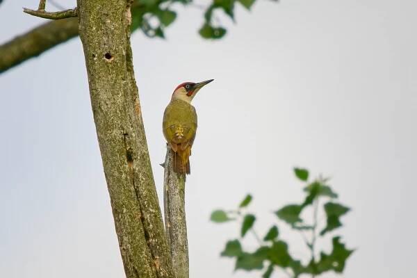 Žluna zelená (Picus viridis)