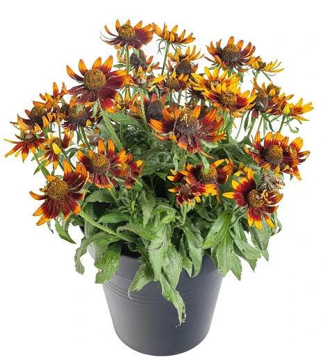 Třapatka, Rudbeckia Sunbeckia, hnědá, velikost kontejneru 5 l | ZAZUMi.cz