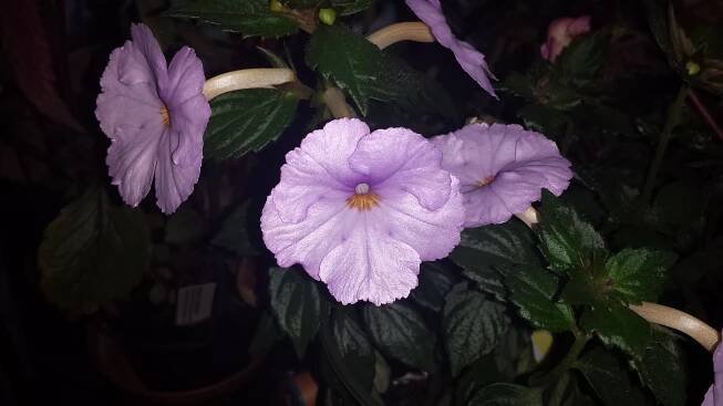 Achimenes