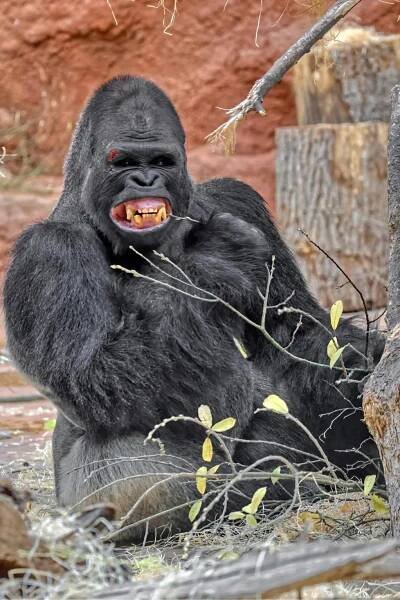 Krvavý šrám na obočí! Gorilák Kisumu ze Zoo Praha se zranil, co se stalo?