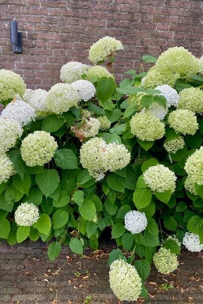 How To Plant Hydrangeas The Right Way (& The "Magic Dust" That Makes A World Of Difference)