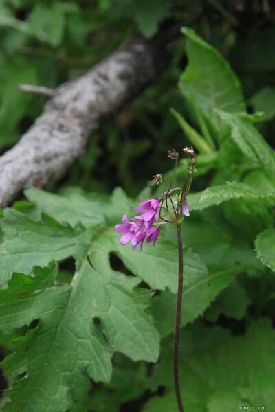 Kruhatka Matthiolova (Cortusa matthioli)