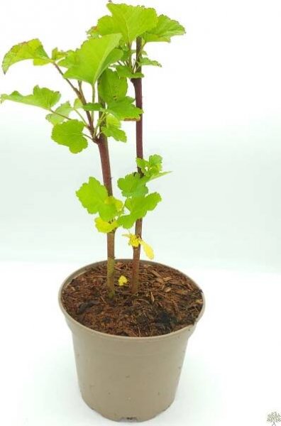 Maliník Raspberry Tower PBR P9 od 129 Kč