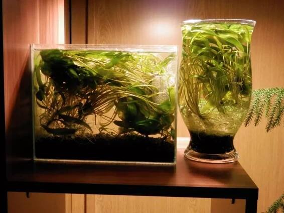 4. Cryptocoryne affinis