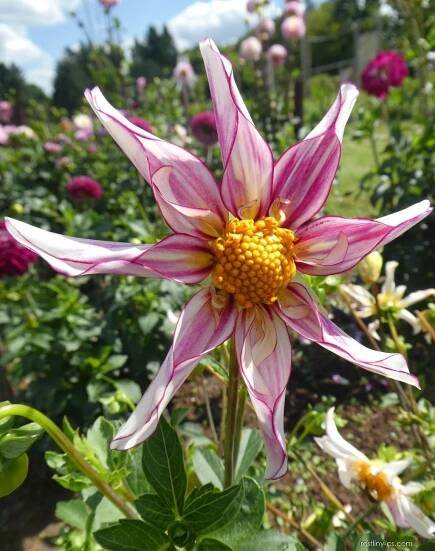 Jiřinka Honka fragile - Dahlia