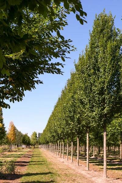 Carpinus betulus 'Lucas'