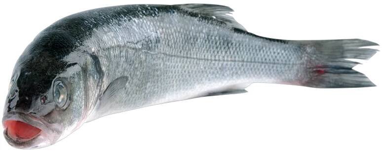 Morský vlk 2-3kg nepitvaný, z chovu