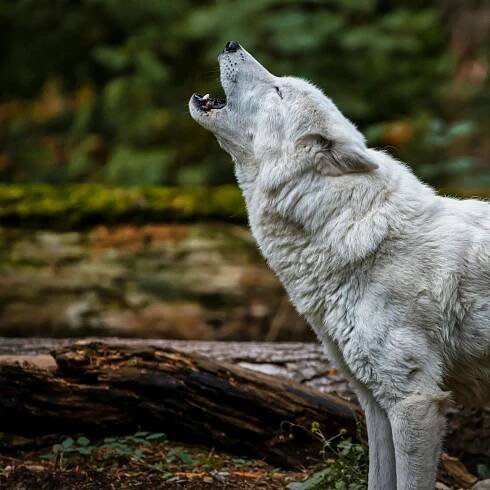 bezplatná Základová fotografie zdarma na téma arktický vlk, balit, bílý vlk Základová fotografie