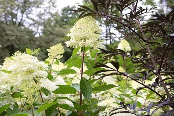 Hydrangea paniculata 'Phantom'. Sarah Cuttle