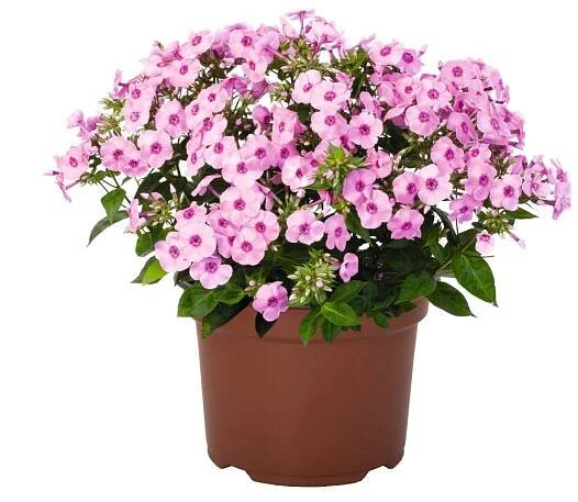 81130 Phlox paniculata Flame® Pro Pink Pop 45548