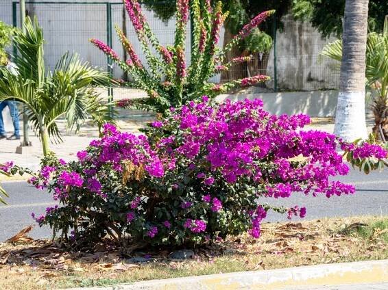 Bougainvillea - Manzanillo Sun eMagazine