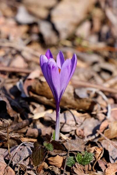 Crocus exiguus (1)