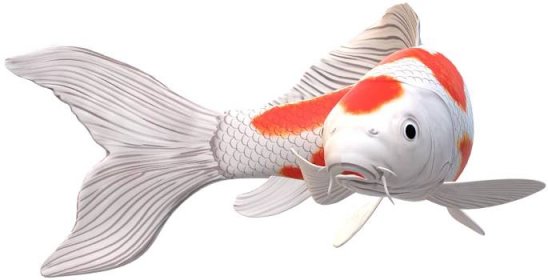 koi Carp Fish isolated on a Transparent Background 23839797 PNG