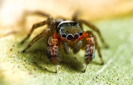V Austrálii objeveno na pět desítek nových druhů pavouků