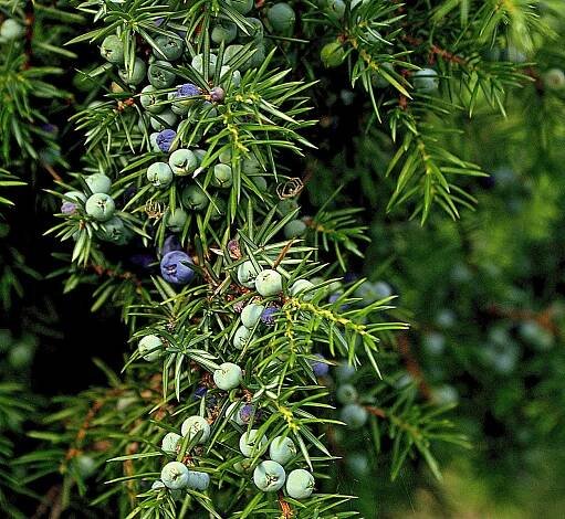 Semena Jalovce (Juniperus Communis) - 50 semen