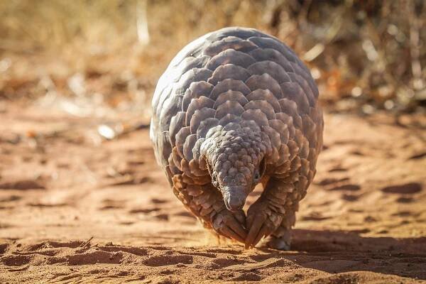Learn About Species | For Young People | David Shepherd Wildlife Foundation