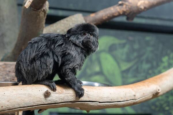 Nástupkyně rekordmanky. Zoo Olomouc sestavuje nový chovný pár opiček kalimiko