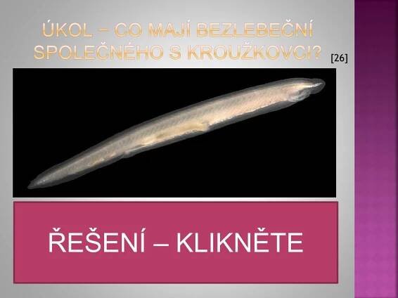 PPT - CHORDATA − STRUNATCI: úvod + pláštěnci + bezlebeční PowerPoint ...