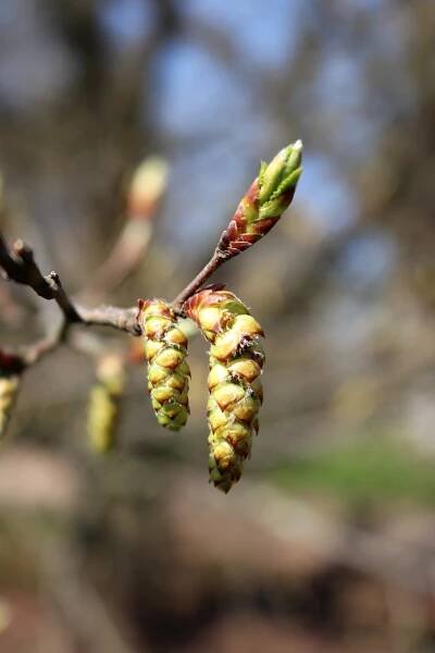 Habr obecný (Carpinus betulus)