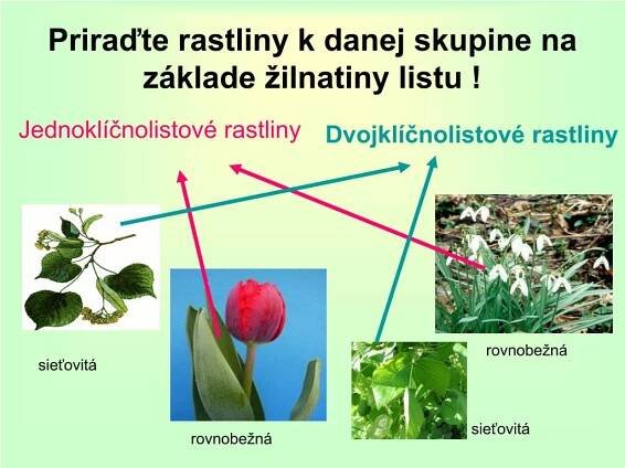 PPT - Krytosemenné rastliny PowerPoint Presentation, free download - ID:5823683