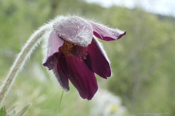 Koniklec horský (Pulsatilla montana)
