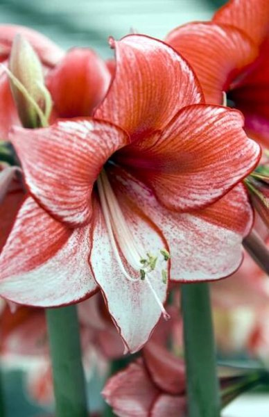 How to Garden Indoors During the Winter - Florissa